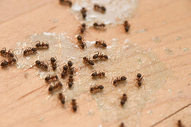 Best Best Pest Control Companies  in Moss Point, MS
